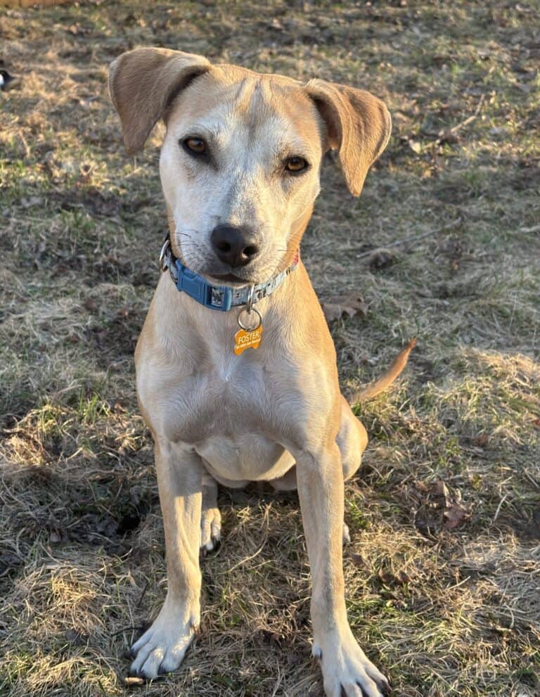 Edwina - Mixed breed available for adoption at Sit With Me Dog Rescue in Ottawa