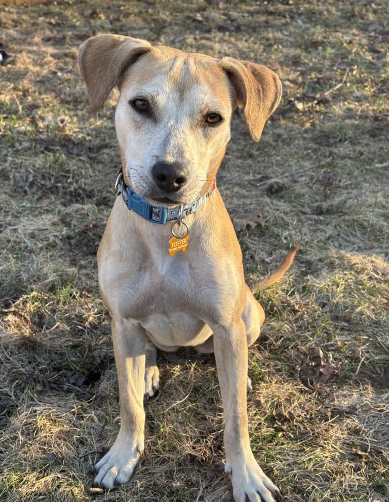Edwina - Mixed breed available for adoption in Calgary