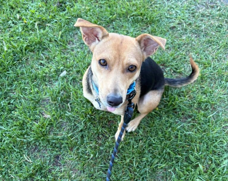 Kalea - Mixed breed available for adoption at Sit With Me Dog Rescue in Ontario