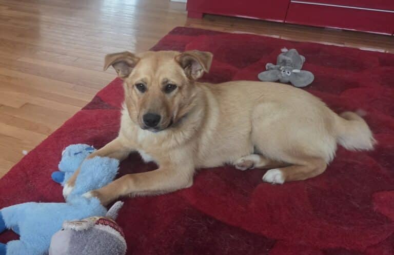 Honey Bee - Mix Breed available for adoption