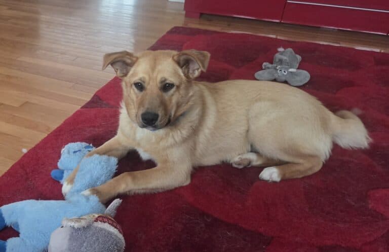 Honey Bee - Mix Breed available for adoption in Calgary