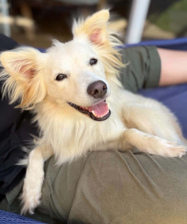 Cachina - Mixed breed available for adoption
