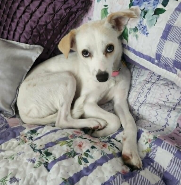 Mia - Mixed breed available for adoption in Ontario