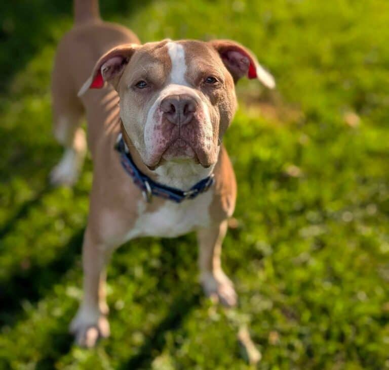 Happy Feet - Mixed breed available for adoption in Ontario