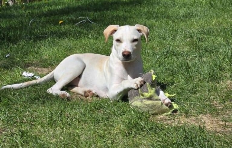 Ben - Mixed breed available for adoption in Ontario