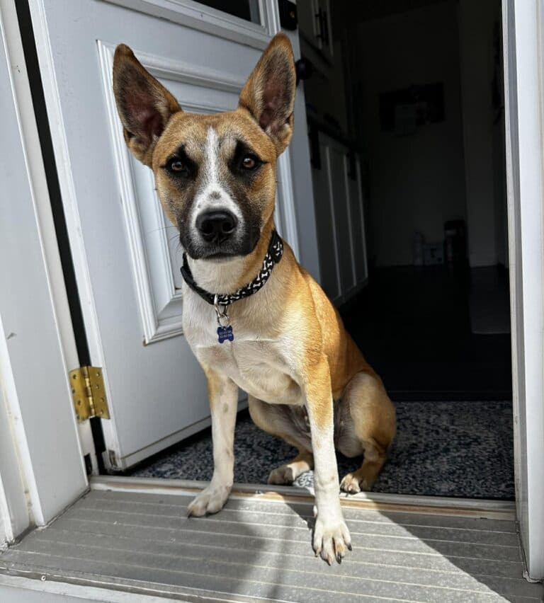 Pollie - Mixed breed available for adoption in Ontario