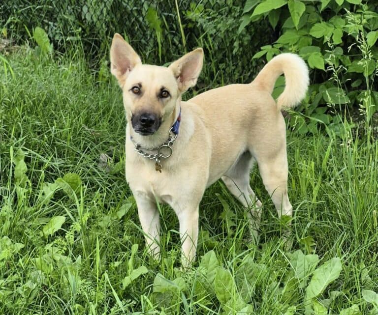 Ari - Mixed breed available for adoption