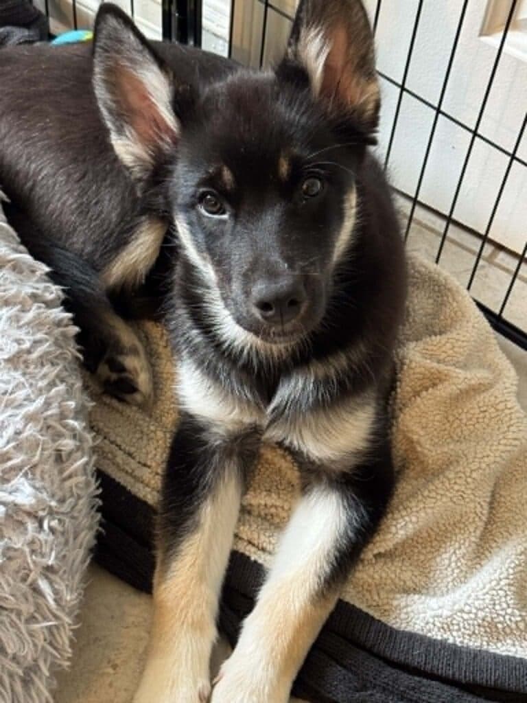 Forest - Large mixed breed available for adoption