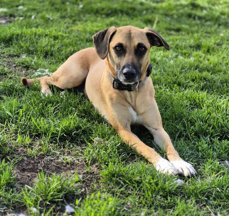 Santos - Mixed breed available for adoption in Ontario