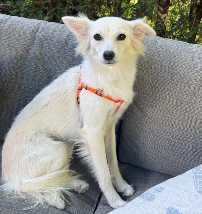 Franny - Mixed breed available for adoption in Ontario