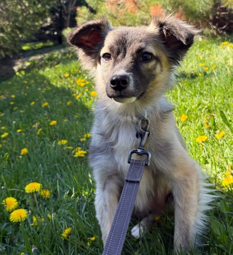 Frank - Mixed breed available for adoption in Ontario