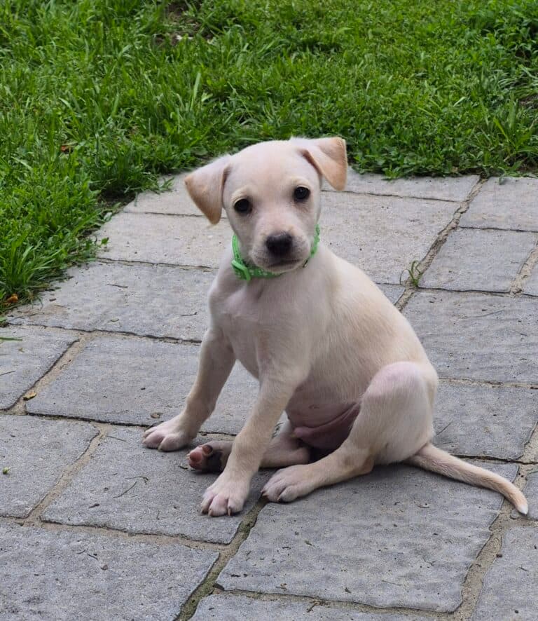 Brutus - Mix Breed available for adoption at Sit With Me Dog Rescue in Ottawa