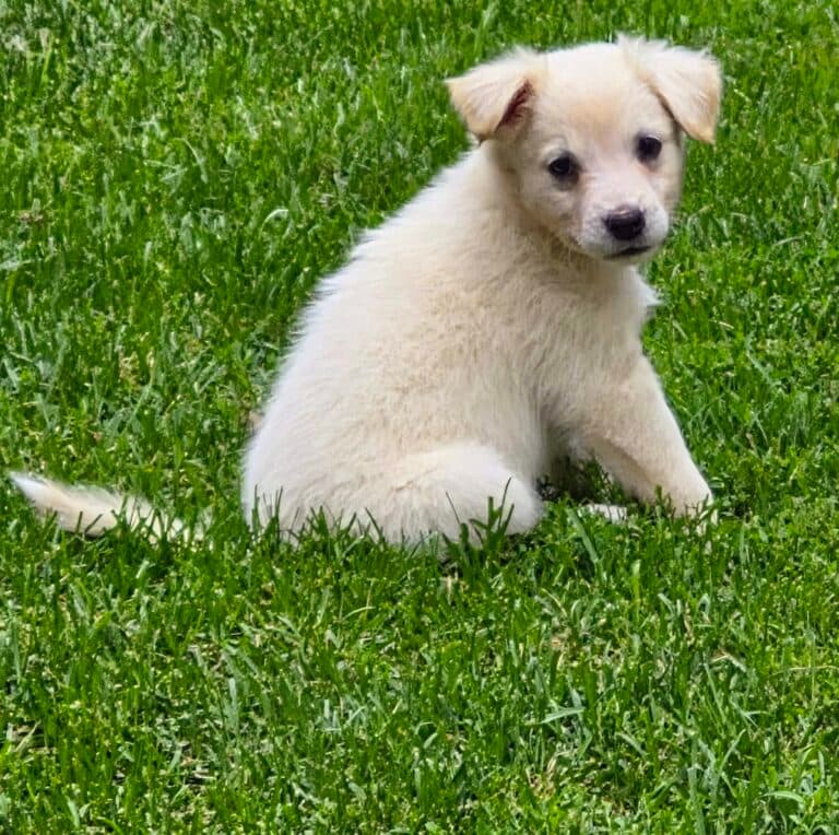 Lizzie - Mix Breed available for adoption at Sit With Me Dog Rescue in Ottawa