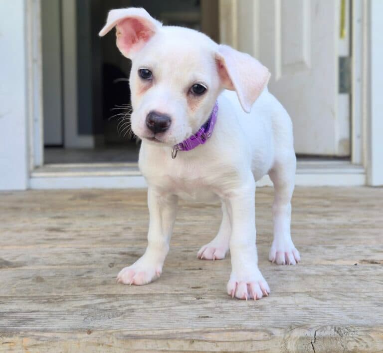 Blutessa - Mix Breed available for adoption at Sit With Me Dog Rescue in Ottawa