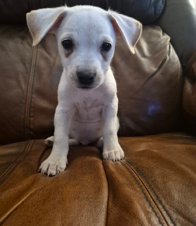 Spinach - Mix Breed available for adoption at Sit With Me Dog Rescue in Ottawa