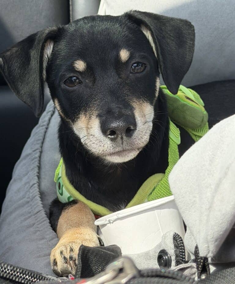 Gino - Mixed breed available for adoption