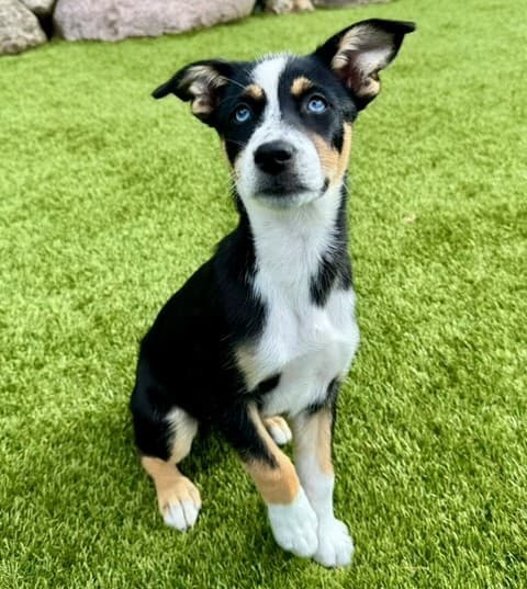 Sage - Mixed breed available for adoption at Sit With Me Dog Rescue in Ottawa
