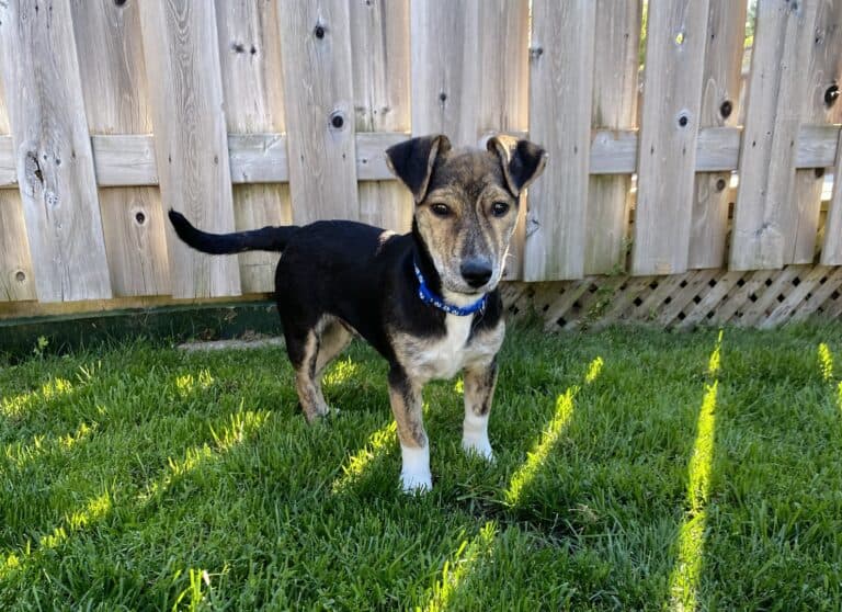 Todd - Mixed breed available for adoption in Calgary