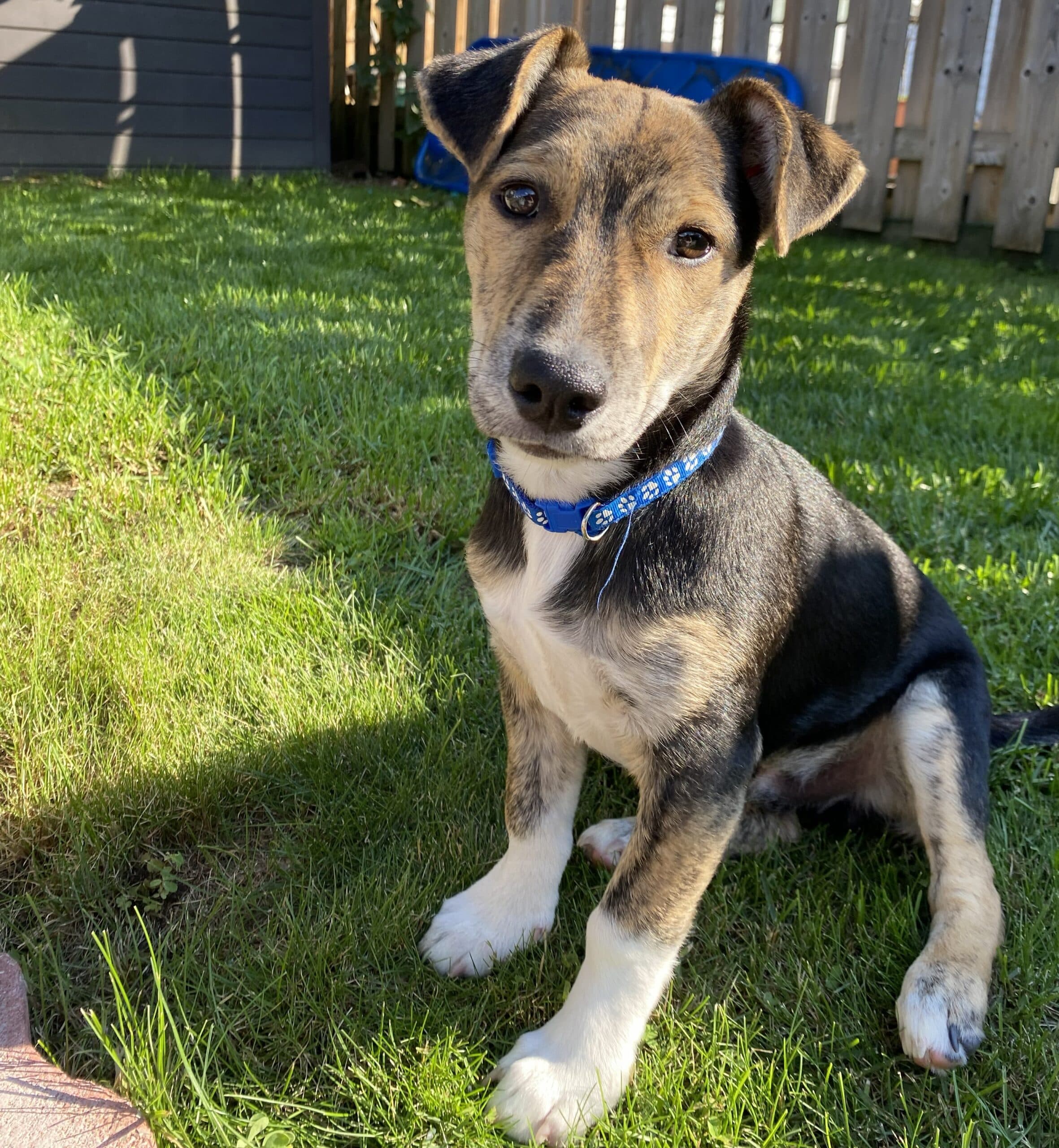 Todd - Mixed breed available for adoption at Sit With Me Dog Rescue in Ottawa
