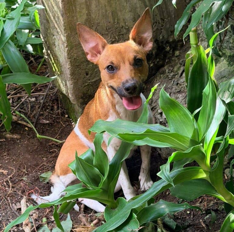 Hanna - Mixed breed available for adoption