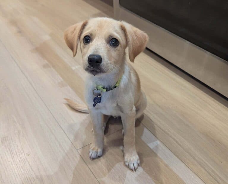 Sheera - Mixed breed available for adoption at Sit With Me Dog Rescue in Ottawa