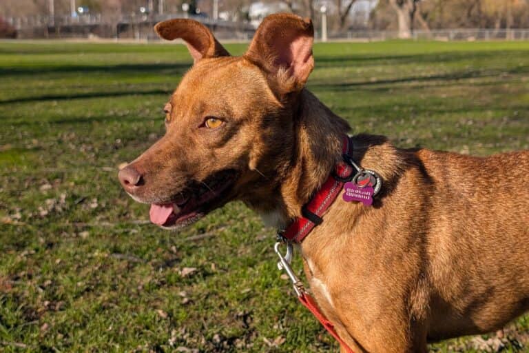 Hazel - Mixed breed available for adoption