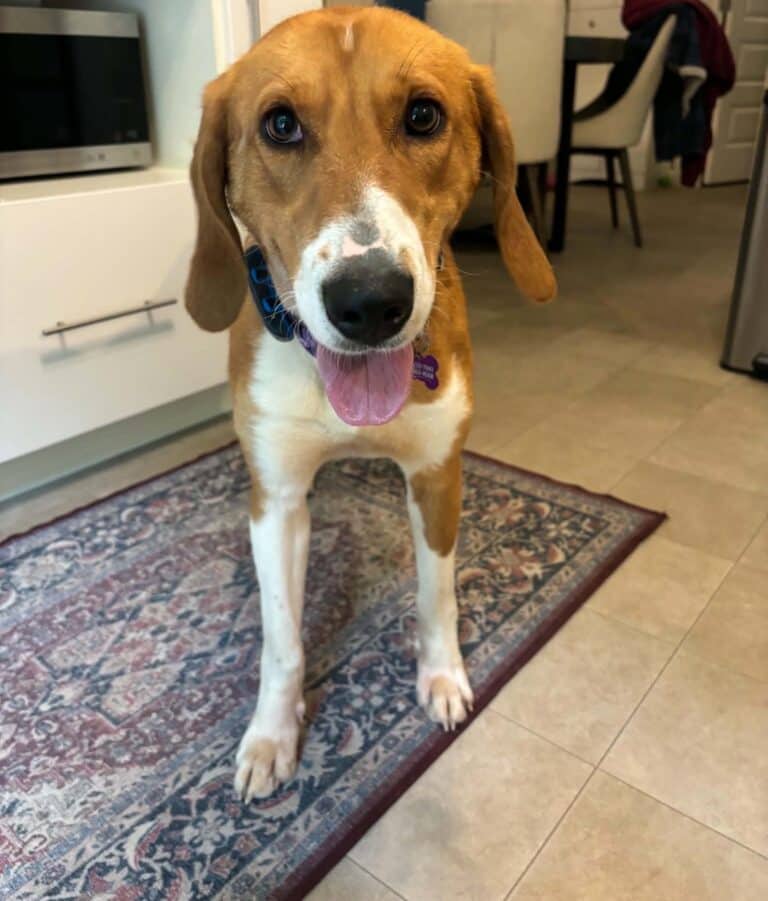 Molly - Hound Mix available for adoption in Ontario