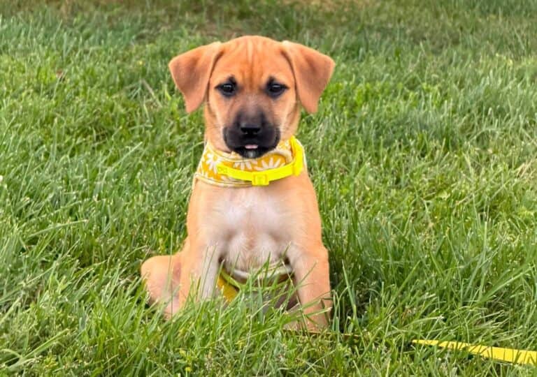 Buttertart - Mixed breed (we do not know the breed of either parent) available for adoption in Ontario