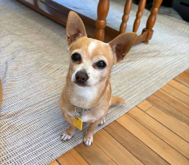 Lily Bug - Chihuahua available for adoption in Ontario
