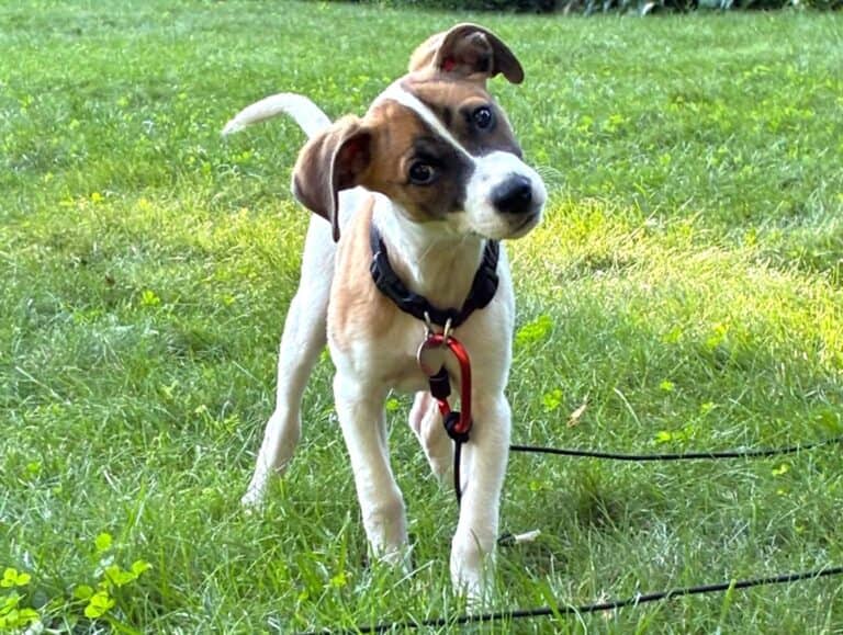 Oli - Mixed breed available for adoption in Calgary