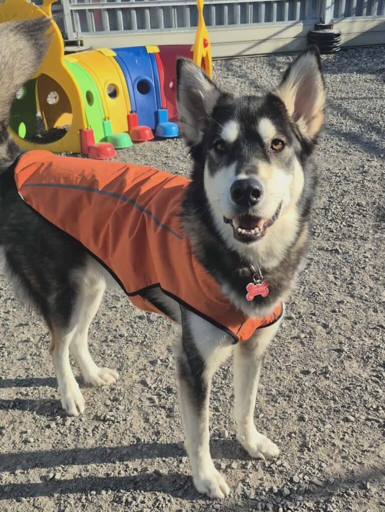 Badger - Husky mix available for adoption in Ontario