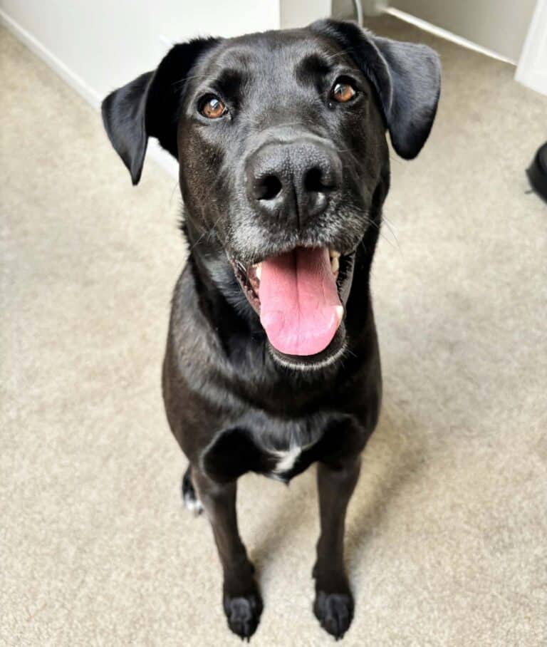 Bolt - Lab mix available for adoption in Ontario