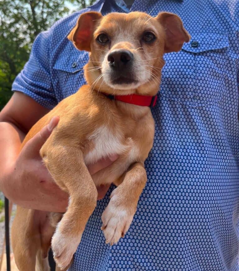 Jerry - Mixed breed available for adoption in Ontario