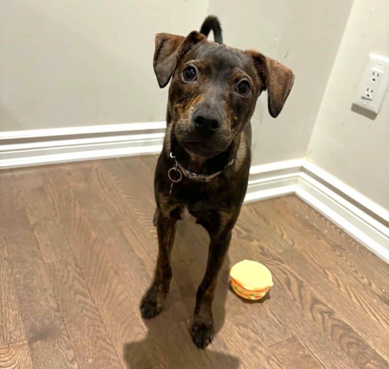 Rocky - Mixed breed available for adoption in Ontario