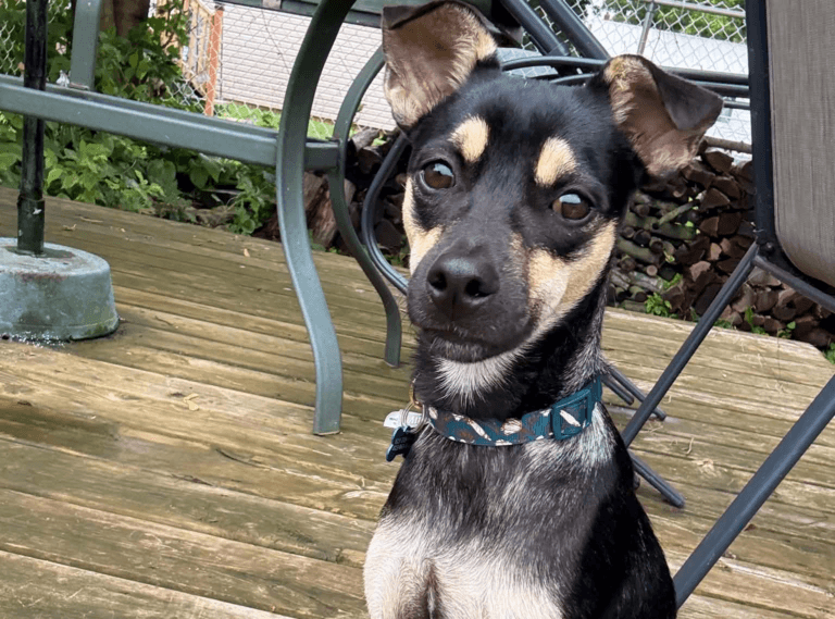 Kenbel - Mix Breed available for adoption in Ontario
