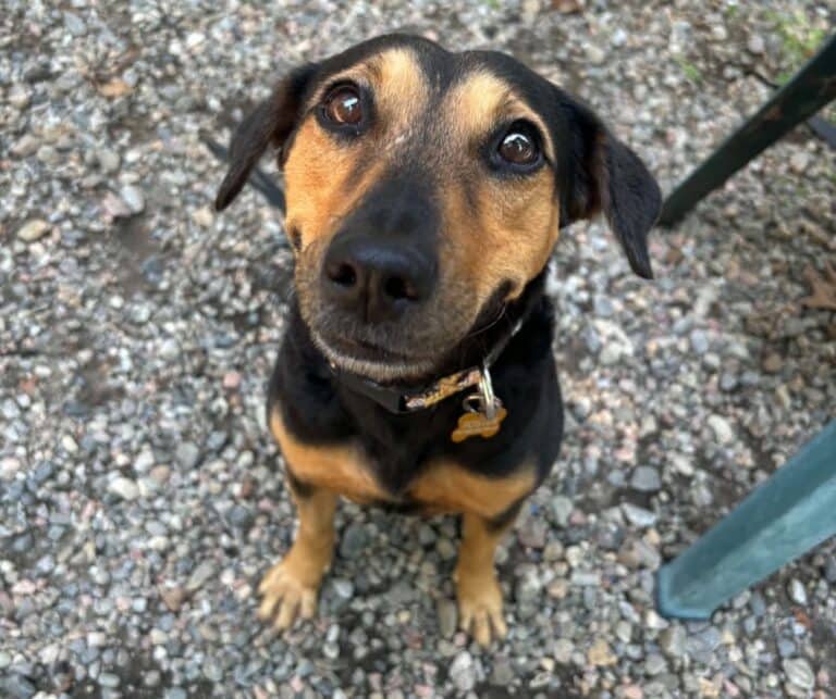 Nala - Mixed breed available for adoption in Ontario