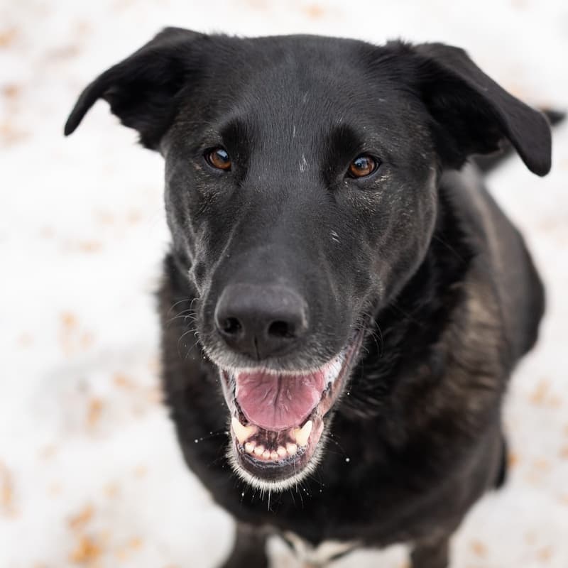 Ramp Mobility - Mixed Breed available for adoption at Zoe's Animal Rescue in Calgary