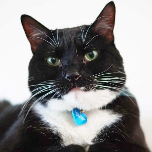 Oreo Milkshake - Tuxedo Fursolo (DSH) cat available for adoption at Zoe's Animal Rescue in Calgary