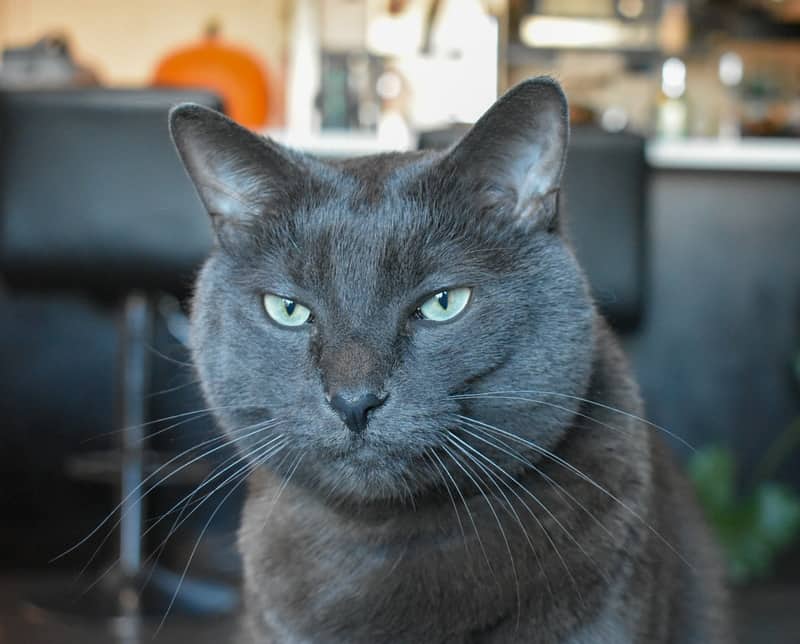 John Dillinger (JD) - Russian Blue Mix cat available for adoption in Alberta