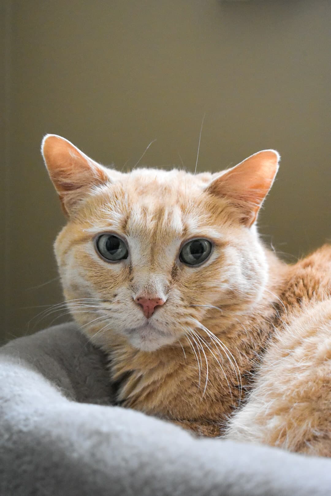 Because Bass - Blue Eyed Manx (Manx) cat available for adoption at Zoe's Animal Rescue in Calgary