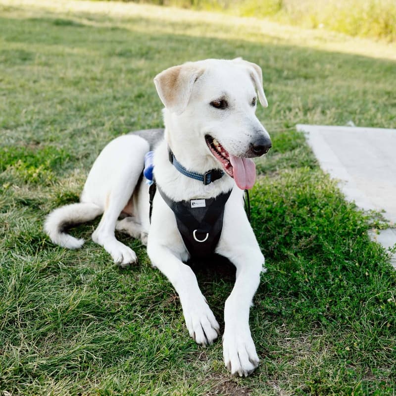 Jason 10-4 - Mixed Breed available for adoption