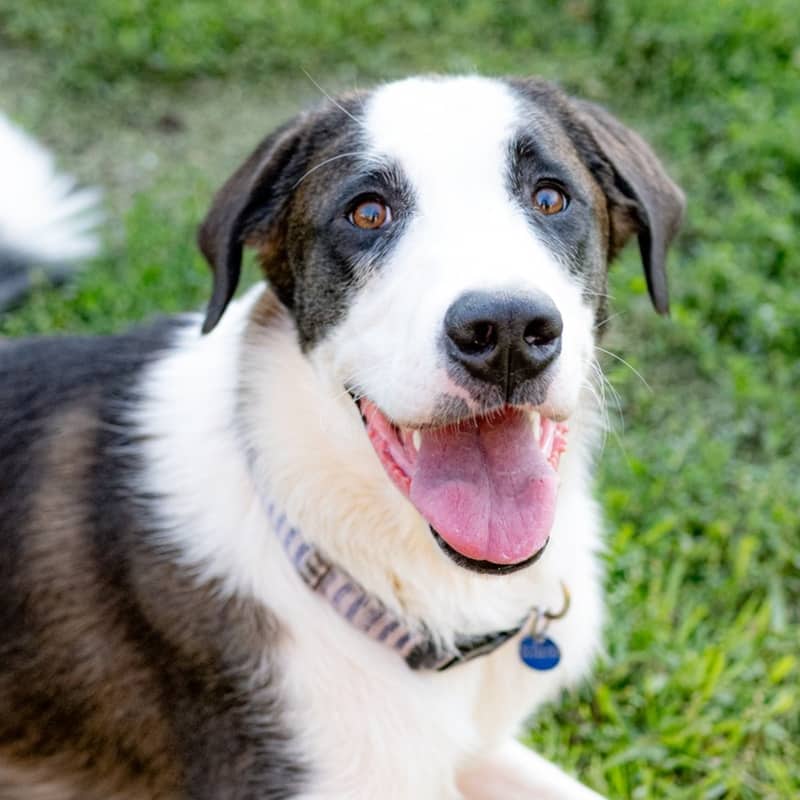 Bamboo Panda - Mixed Breed available for adoption