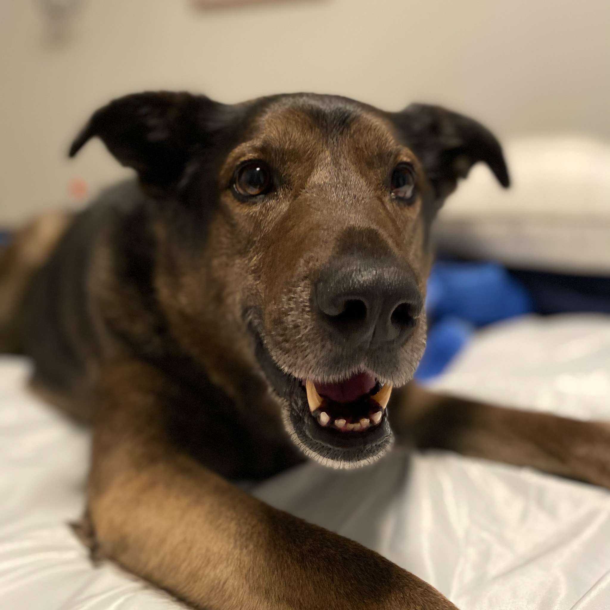 Ivy (Courtesy Post) - Mixed Breed available for adoption at Zoe's Animal Rescue in Calgary