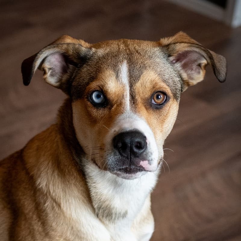 Agnes Minion - Mixed Breed available for adoption at Zoe's Animal Rescue in Calgary