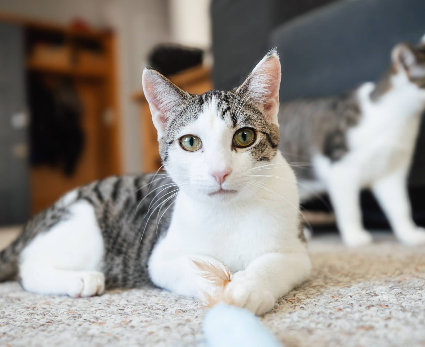Durian Exotica - Street Tabby (DSH) available for adoption