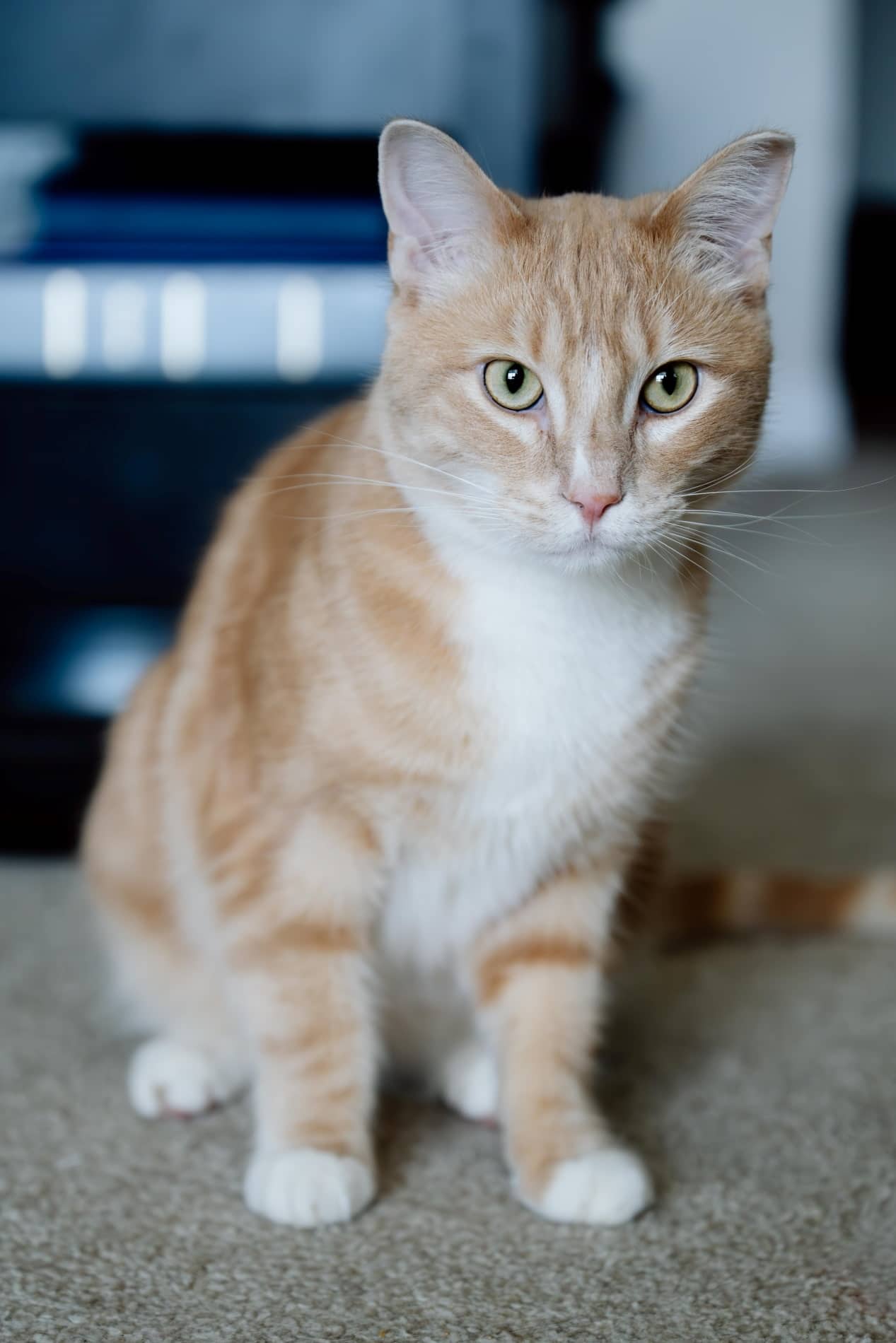 Maeve Mcnessa - Ginger Gal (DSH) cat available for adoption at Zoe's Animal Rescue in Calgary (1 of 5)