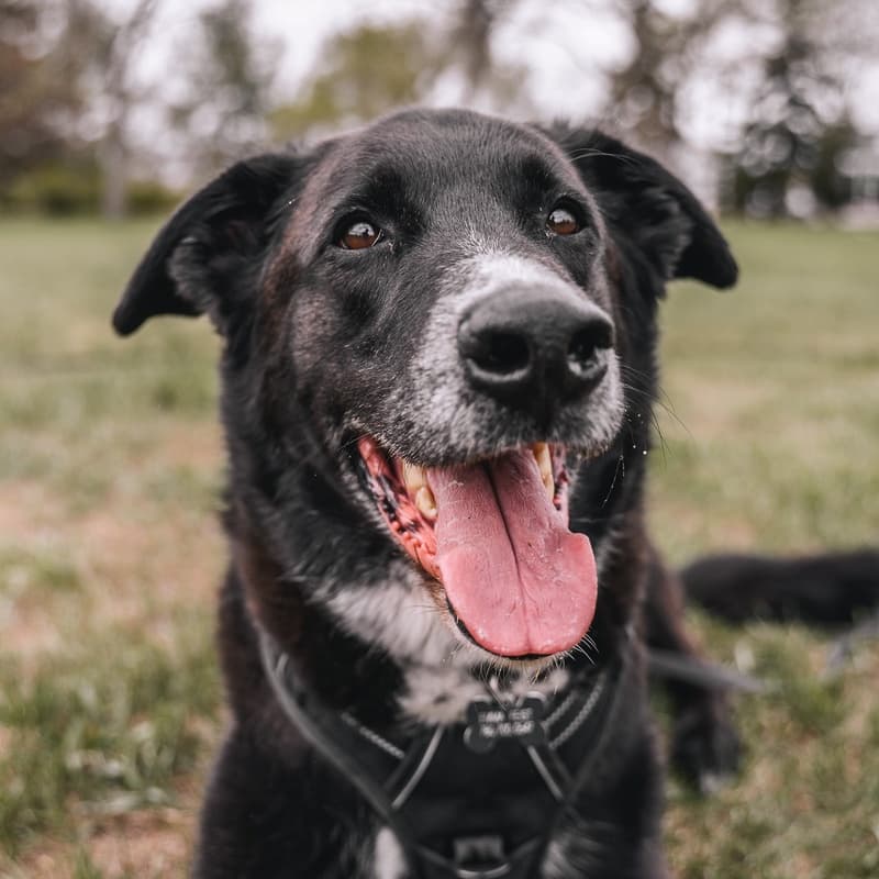 Big Dipper “Seven” Nightsky - Mixed Breed available for adoption in Calgary