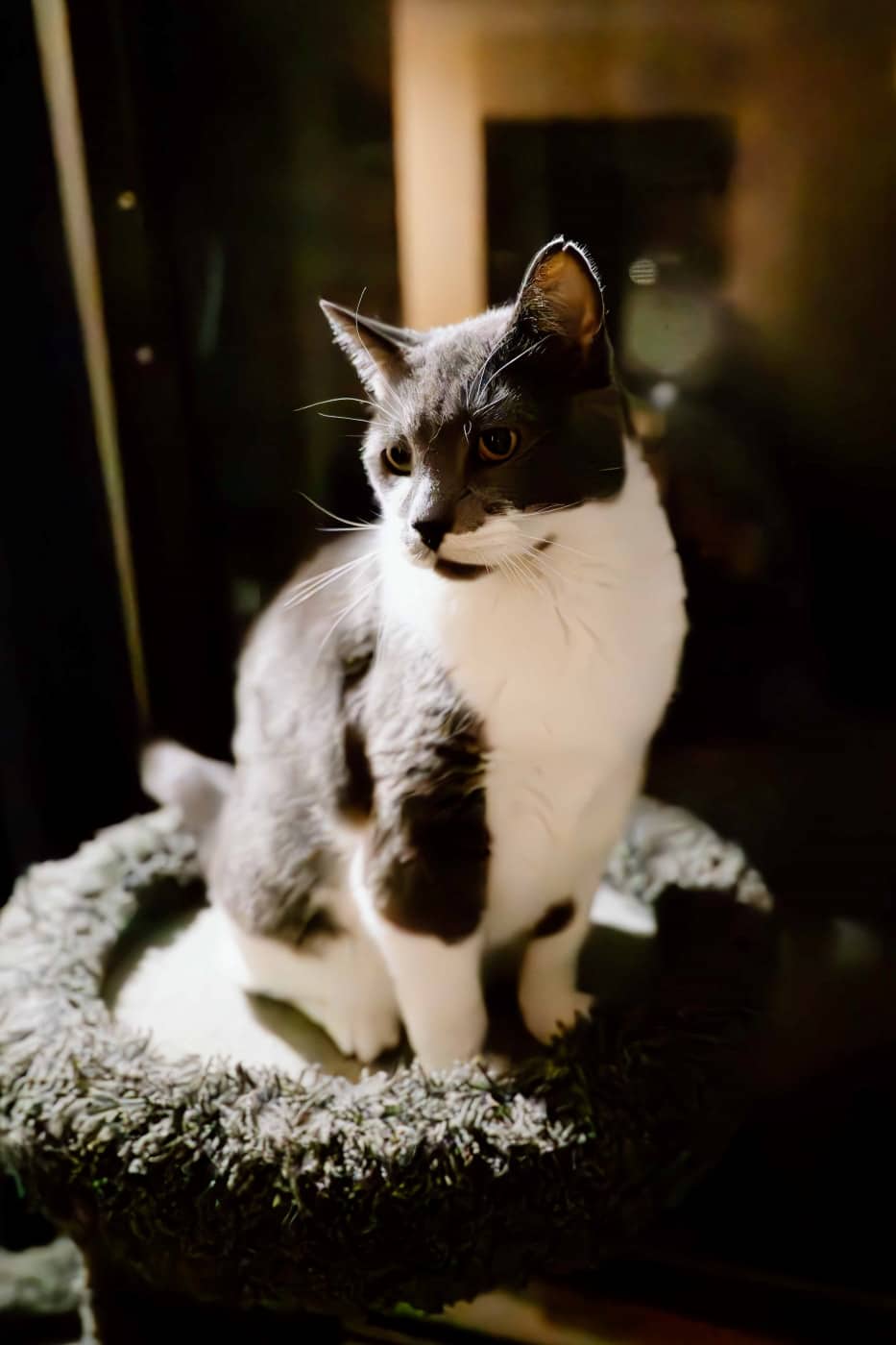 Jazzy Boy - Senior Boy (DSH) available for adoption