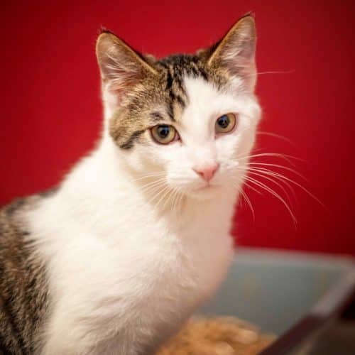 Papaya Exotica - Striped Street Tabby (DSH) available for adoption