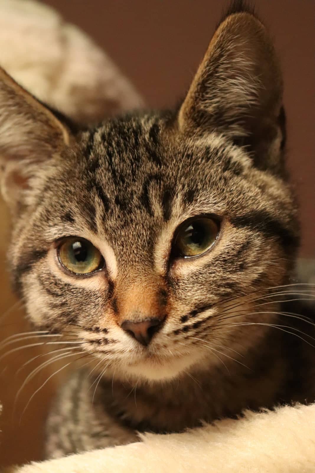 Adelfi Taxon - Box Kitty (DSH) cat available for adoption in Alberta